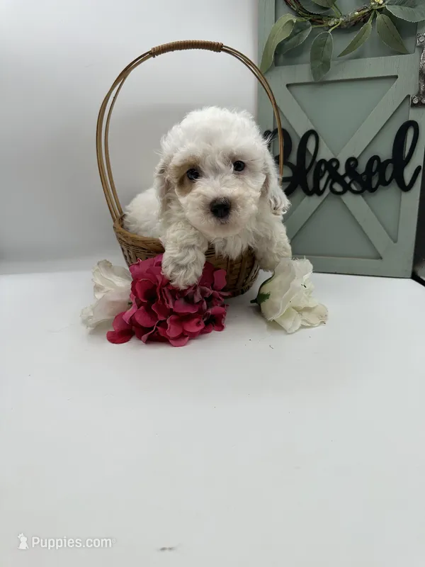 Pinky  – Bichpoo puppy for sale in Wyandotte, OK