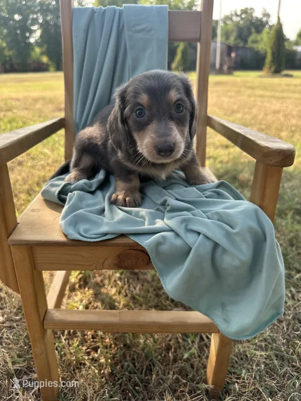 Sophie  – Miniature Dachshund puppy for sale in Wyandotte, OK