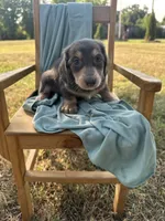 Sophie , a female Miniature Dachshund for sale in Wyandotte, OK – 1 of 3