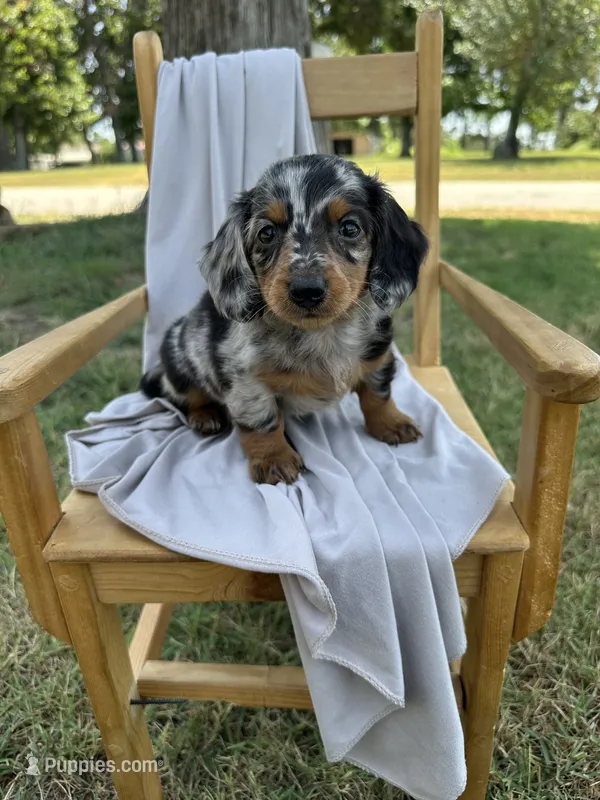 Princess – Miniature Dachshund puppy for sale in Wyandotte, OK
