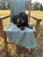 Tito , a male Miniature Dachshund for sale in Wyandotte, OK – 2 of 3