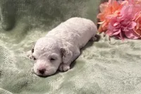 Maple, a female Cavapoo for sale in Wyandotte, OK – 3 of 3