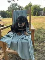 Buddy , a male Miniature Dachshund for sale in Wyandotte, OK – 3 of 3
