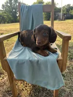 Rainy, a female Miniature Dachshund for sale in Wyandotte, OK – 3 of 3