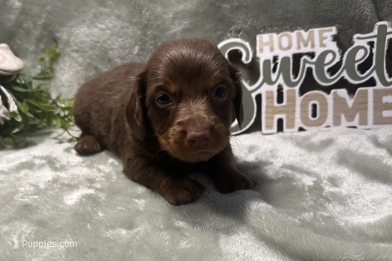 Coco  – Miniature Dachshund puppy for sale in Wyandotte, OK