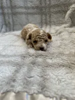 Lilly, a female Maltipoo for sale in Wyandotte, OK – 1 of 2
