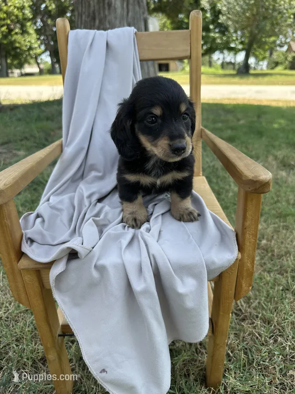 Bear – Miniature Dachshund puppy for sale in Wyandotte, OK