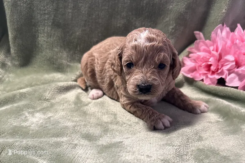 Jenna  – Cavapoo puppy for sale in Wyandotte, OK