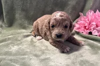 Jenna , a female Cavapoo for sale in Wyandotte, OK – 1 of 3