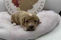 Laney , a female Bichpoo for sale in Wyandotte, OK – 2 of 3