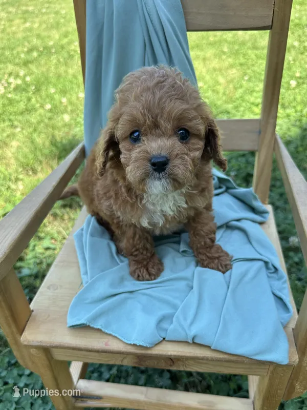 Parker  – Cavapoo puppy for sale in Wyandotte, OK