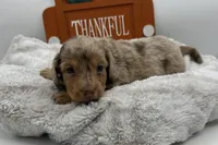 Arthur , a male Miniature Dachshund for sale in Wyandotte, OK – 3 of 3