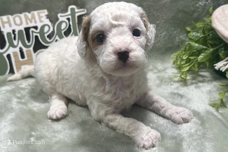 Maple – Cavapoo puppy for sale in Wyandotte, OK