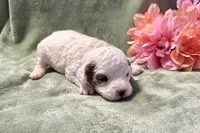 Maple, a female Cavapoo for sale in Wyandotte, OK – 2 of 3