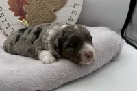 Bubbles , a female Miniature Aussiedoodle for sale in Wyandotte, OK – 2 of 3