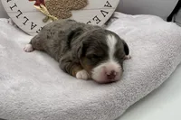 Lila , a female Miniature Aussiedoodle for sale in Wyandotte, OK – 1 of 3