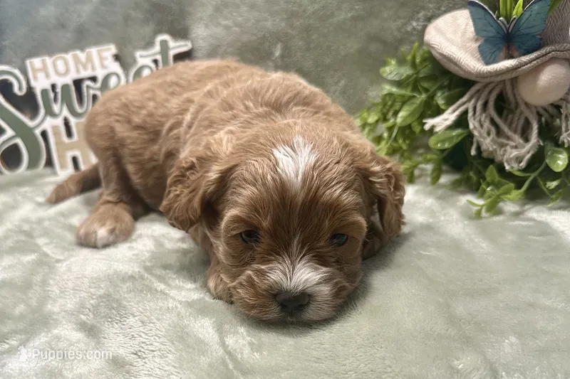 Bruce  – Cavapoo puppy for sale in Wyandotte, OK