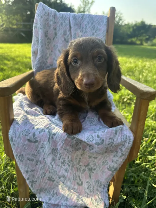 Coco  – Miniature Dachshund puppy for sale in Wyandotte, OK