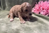 Jenna , a female Cavapoo for sale in Wyandotte, OK – 3 of 3