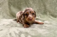 Daisy , a female Miniature Dachshund for sale in Wyandotte, OK – 3 of 3