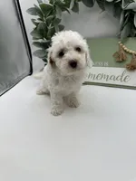 Duke , a male Maltipoo for sale in Wyandotte, OK – 4 of 6
