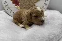 Duke , a male Bichpoo for sale in Wyandotte, OK – 3 of 3