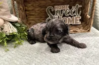 Duke , a male Cockapoo for sale in Wyandotte, OK – Photo 3 of 3
