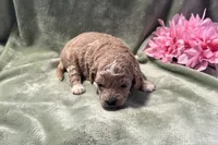 Jenna , a female Cavapoo for sale in Wyandotte, OK – 2 of 3