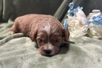 Bruce , a male Cavapoo for sale in Wyandotte, OK – 2 of 3