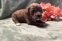 Hazel , a female Cavapoo for sale in Wyandotte, OK – 3 of 3