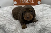 Kay , a female Miniature Dachshund for sale in Wyandotte, OK – 2 of 3