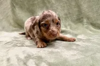Daisy , a female Miniature Dachshund for sale in Wyandotte, OK – 1 of 3