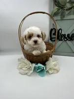 Sox , a male Bichpoo for sale in Wyandotte, OK – Photo 2 of 3