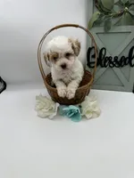 Sox , a male Bichpoo for sale in Wyandotte, OK – Photo 3 of 3