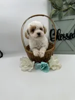 Sox , a male Bichpoo for sale in Wyandotte, OK – Photo 1 of 3