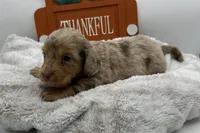 Arthur , a male Miniature Dachshund for sale in Wyandotte, OK – 1 of 3