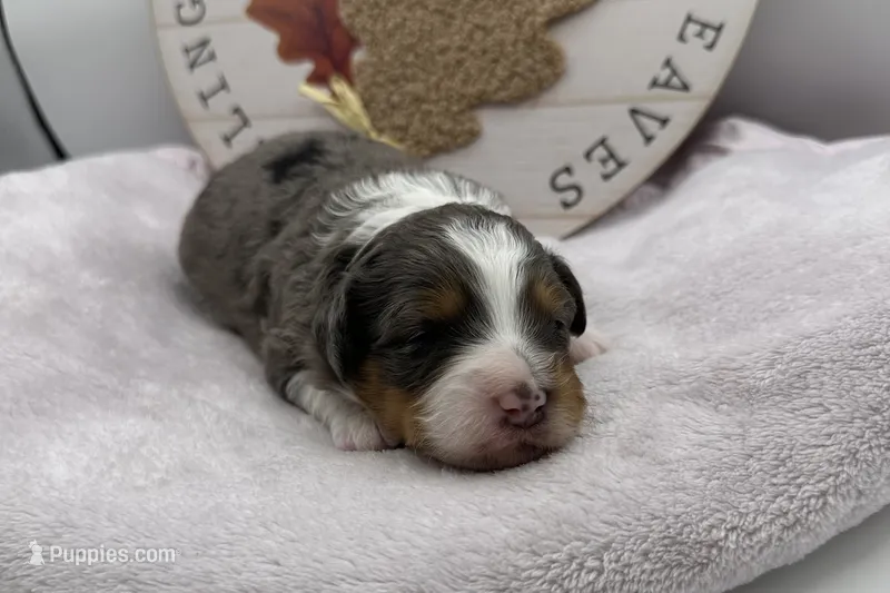 Blu , a female Miniature Aussiedoodle for sale in Wyandotte, OK – 1 of 3