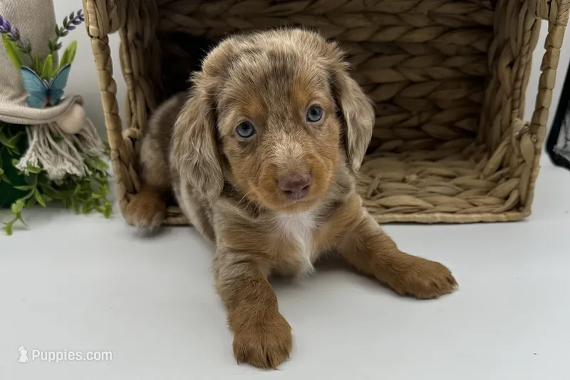 Penny – Miniature Dachshund puppy for sale in Wyandotte, OK