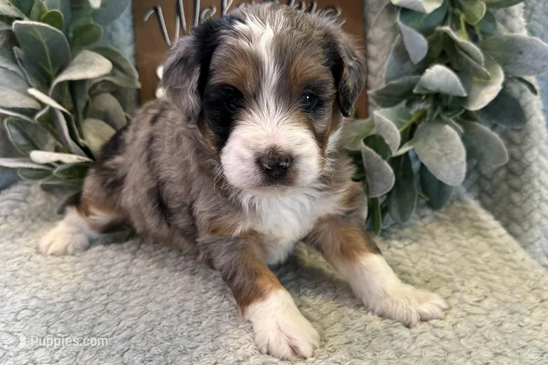 Dexter  – Aussiedoodle puppy for sale in Wyandotte, OK