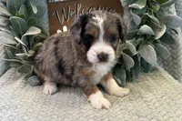 Dexter , a male Aussiedoodle for sale in Wyandotte, OK – Photo 3 of 3