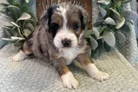 Dexter , a male Aussiedoodle for sale in Wyandotte, OK – Photo 2 of 3