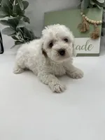 Duke , a male Maltipoo for sale in Wyandotte, OK – 3 of 6