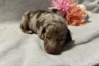 Penny, a male Miniature Dachshund for sale in Wyandotte, OK – 3 of 3
