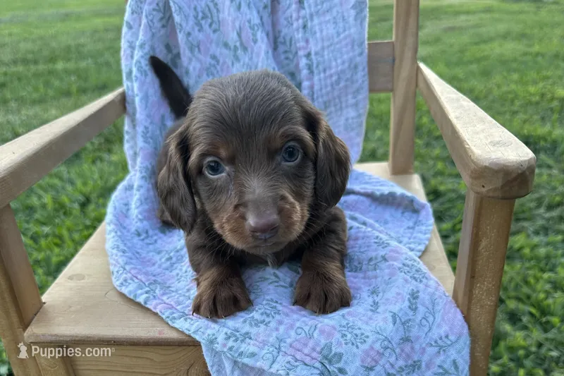 Coco  – Miniature Dachshund puppy for sale in Wyandotte, OK