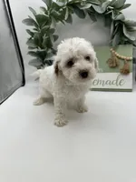 Duke , a male Maltipoo for sale in Wyandotte, OK – 6 of 6