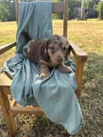 Lady , a female Miniature Dachshund for sale in Wyandotte, OK – 3 of 3