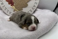 Lila , a female Miniature Aussiedoodle for sale in Wyandotte, OK – 2 of 3