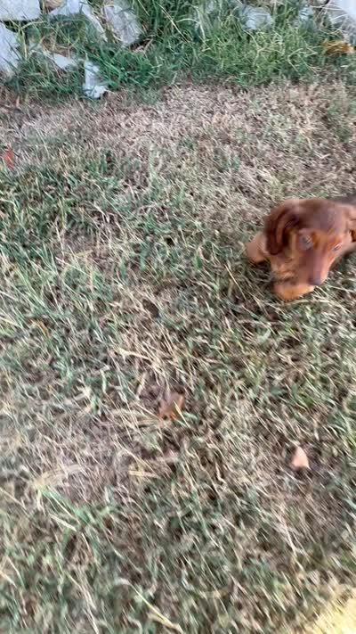 Dex, a male Miniature Dachshund for sale in Wyandotte, OK – 4 of 4