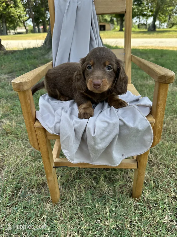 Duke  – Miniature Dachshund puppy for sale in Wyandotte, OK