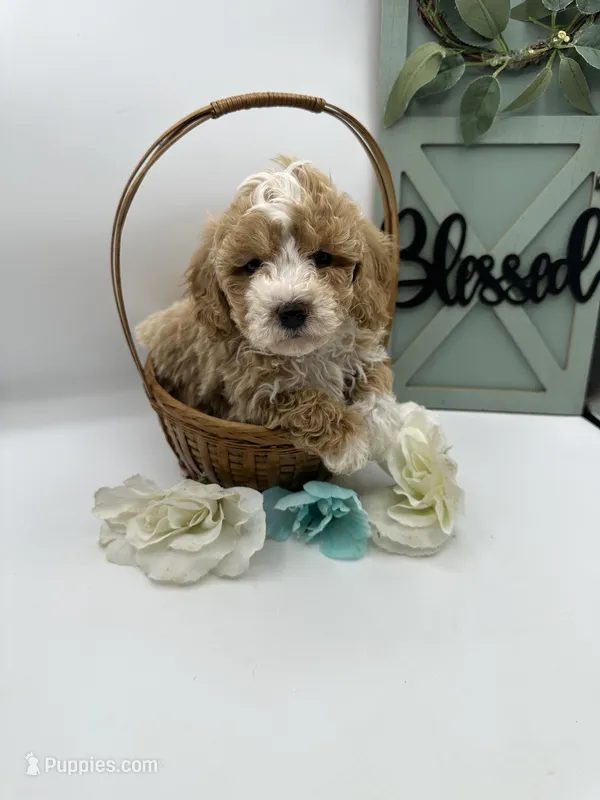 Banks – Bichpoo puppy for sale in Wyandotte, OK
